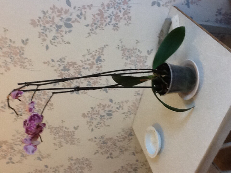 Гниет стебель