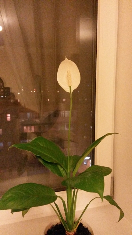 Первое цветение спатифиллума.