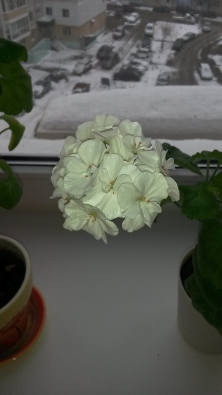 Мои герашки)