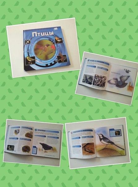 ТН "Весна", Здравствуйте птицы!