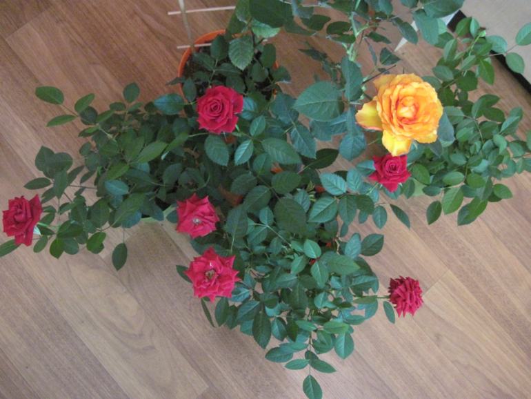 Мои розы и появившиеся вредители