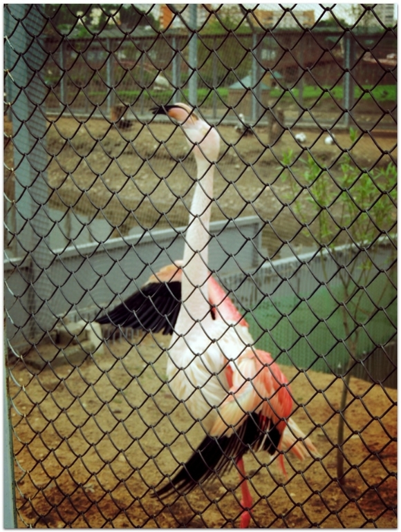 В Zoo :)