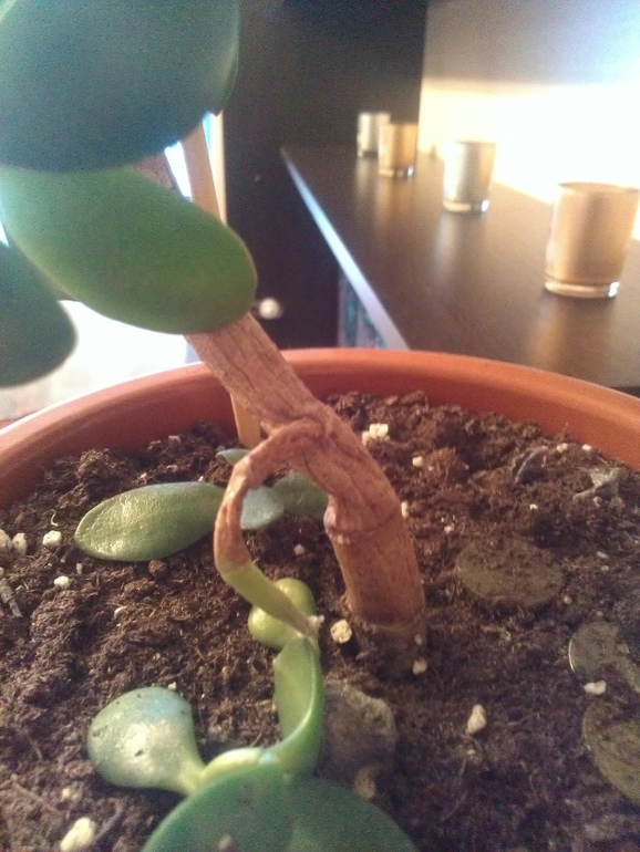 Что делать с денежным деревом???