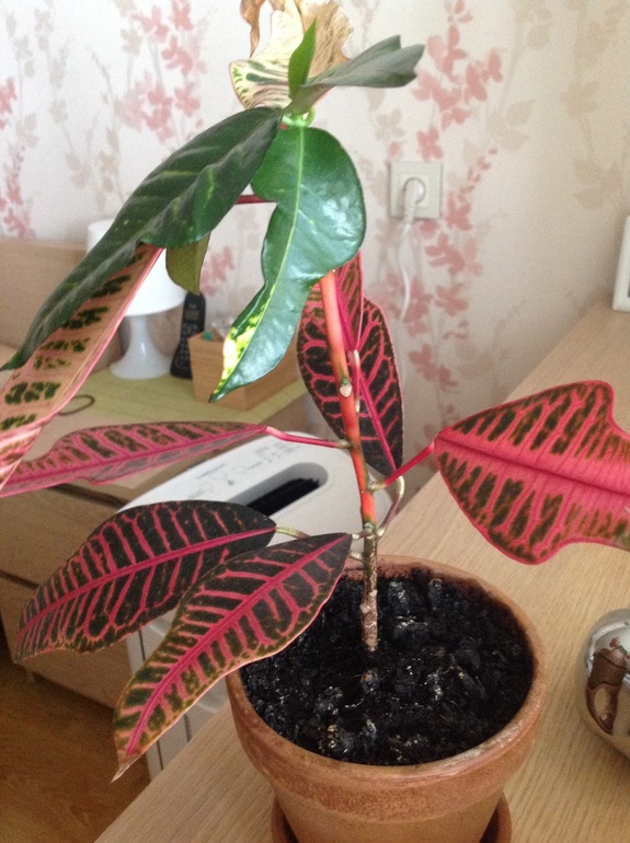 Можно ли спасти, привести в порядок?