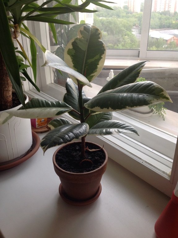 Как быть с фикусом?