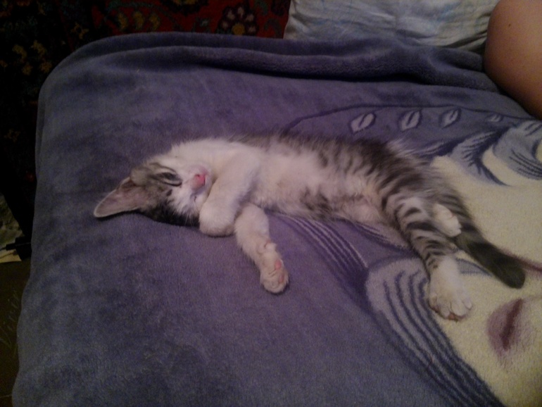 Котята в добрые руки. Белгород