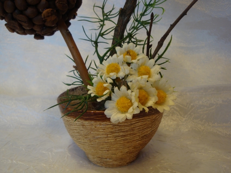 Новые кофейные деревца после долгого перерыва