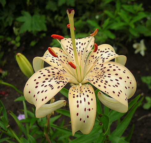 Лилии для подмосковья