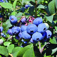 наши новые растения