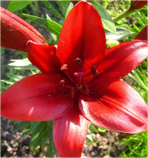 Лилии для подмосковья