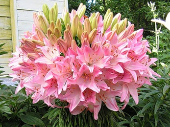 Лилии для подмосковья