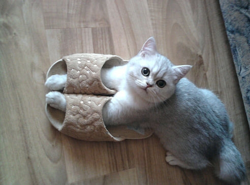 Милашки.