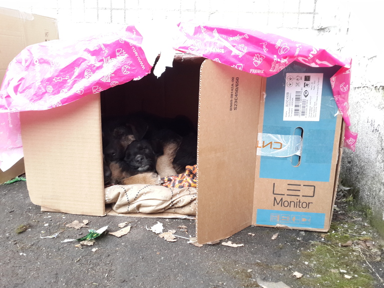 Люди добрые, спасите щенков !!!