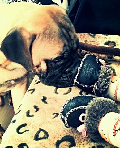 Собачья верность