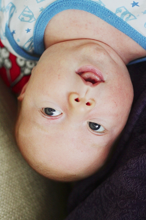 Серенький поссум