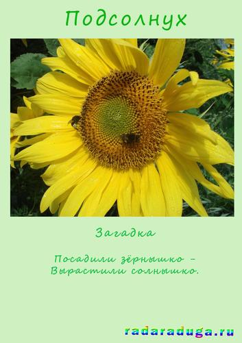 Вся в подсолнухах стих Вся в подсолнухах стих