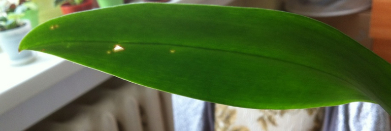 Каттлея покрылась чёрными пятнышками. Что делать?