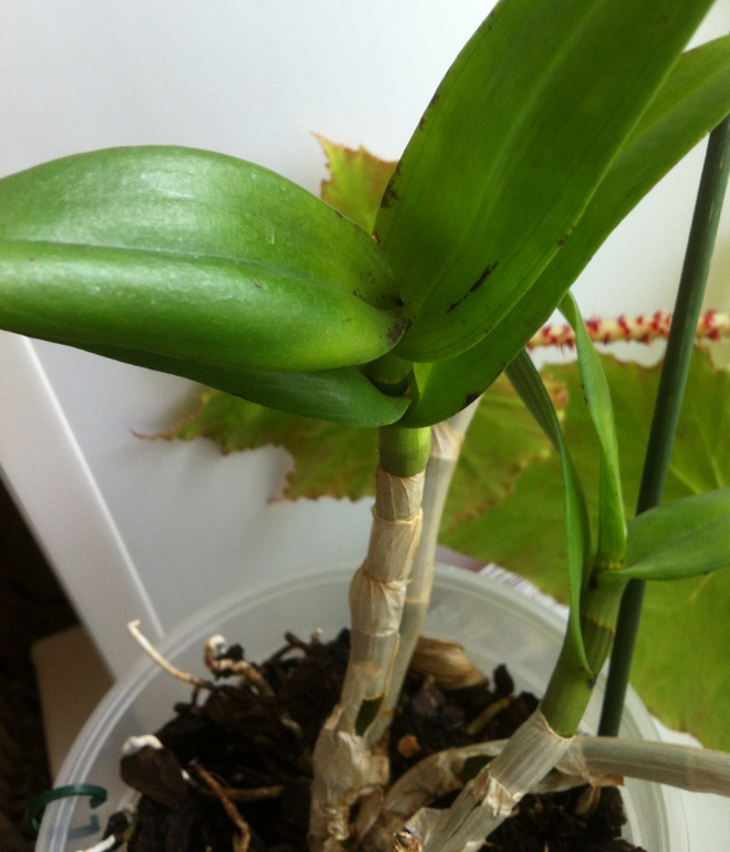 Каттлея покрылась чёрными пятнышками. Что делать?