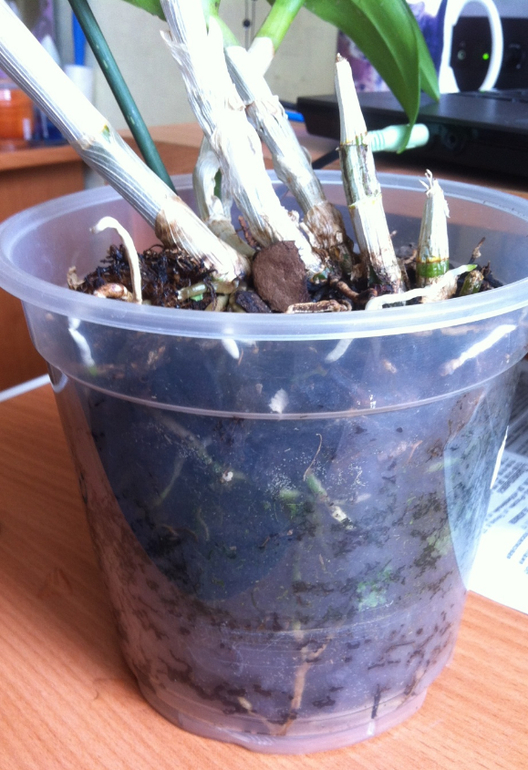 Каттлея покрылась чёрными пятнышками. Что делать?