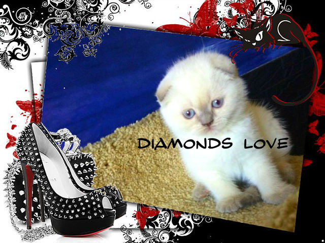 ПРОДАЖА!!! КЛУБНАЯ  ВИСЛОУХАЯ ДЕВОЧКА В ЭЛИТНОМ ОКРАСЕ!