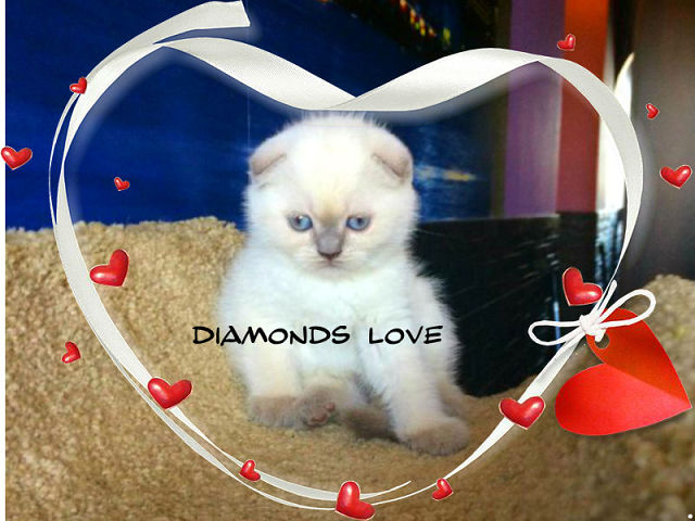 ПРОДАЖА! МОСКВА ВИСЛОУХАЯ КЛУБНАЯ ГОЛУБОГЛАЗАЯ КРАСОТКА ЭЛИТНОГО ОКРАСА!89653408373