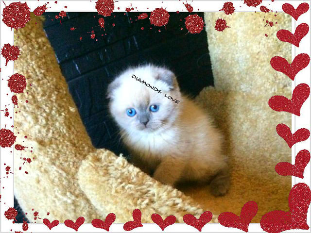 ПРОДАЖА!!! ВИСЛОУХИЕ ДЕВОЧКИ В МОДНОМ ОКРАСЕ!89653408373