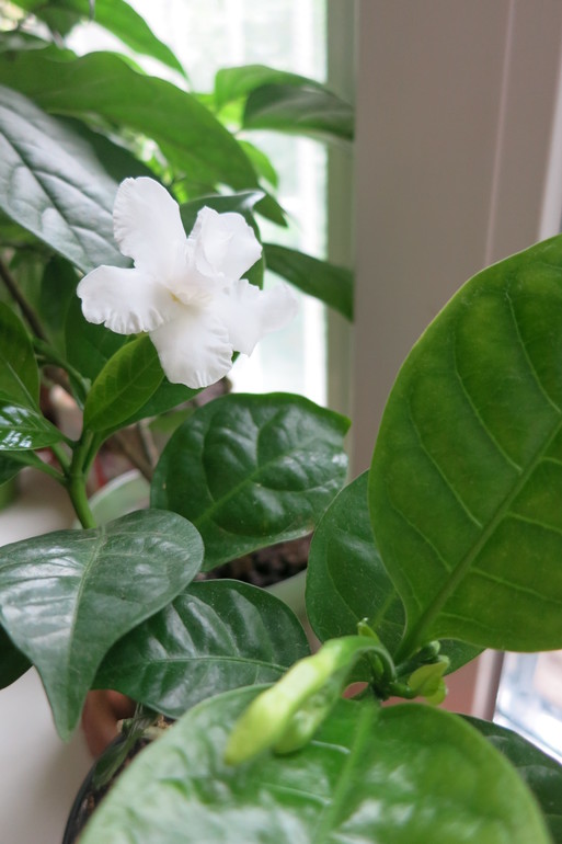 Табернемонтана