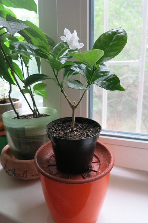 Табернемонтана