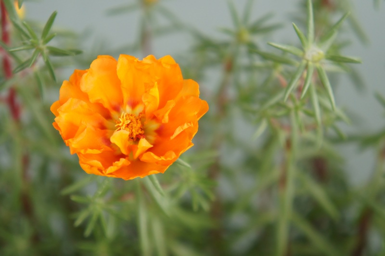 Буйство красок