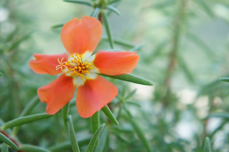 Первые цветы нового сезона