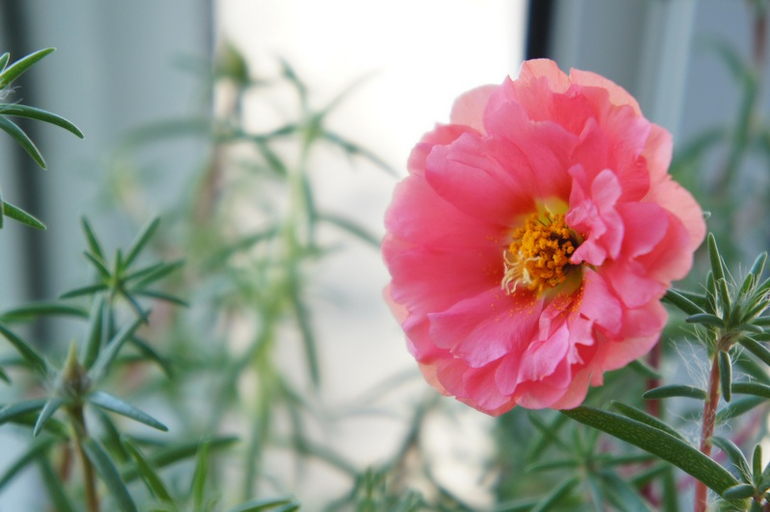 Буйство красок