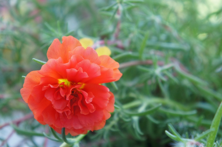 Буйство красок