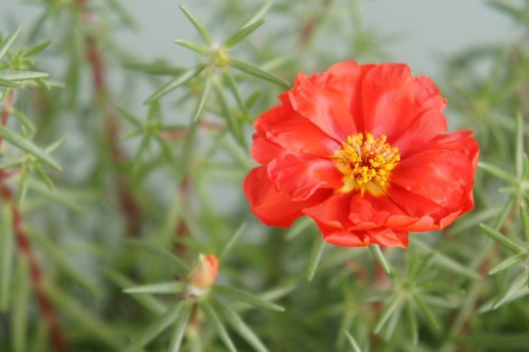 Буйство красок