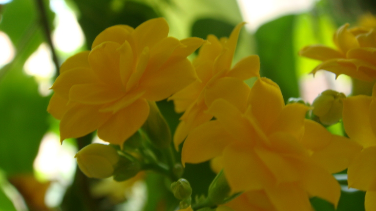 А вот и жёлтый расцвёл)