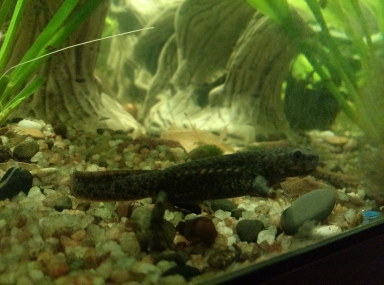 Наши новосёлы