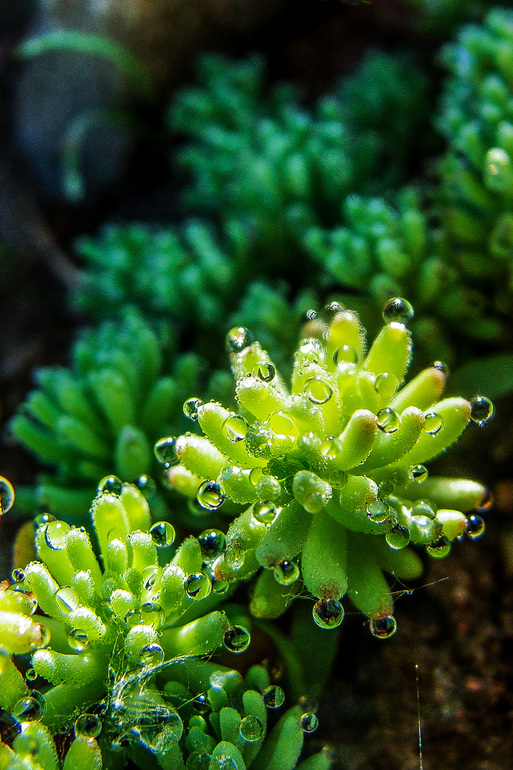 вот такая у нас весна-красна