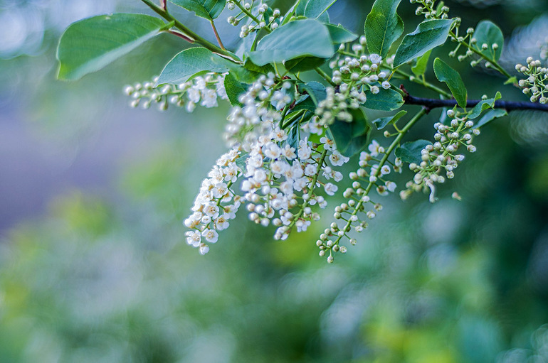 снова мои цветнички и моя природа на даче!