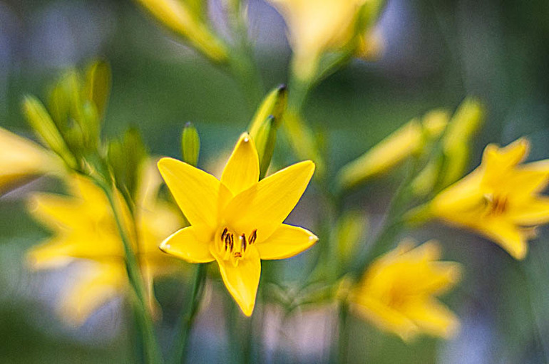 цветение в конце мая