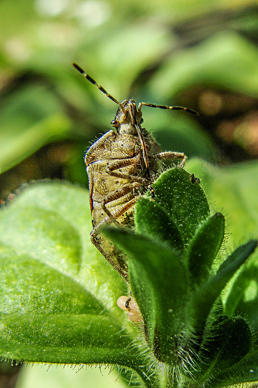 цветение в конце мая