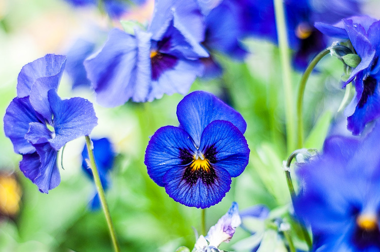 снова мои цветнички и моя природа на даче!