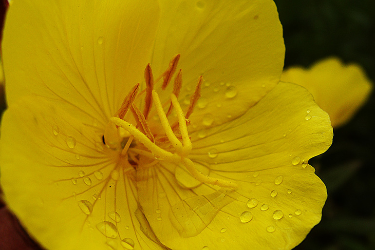 и я продолжу тему цветов!