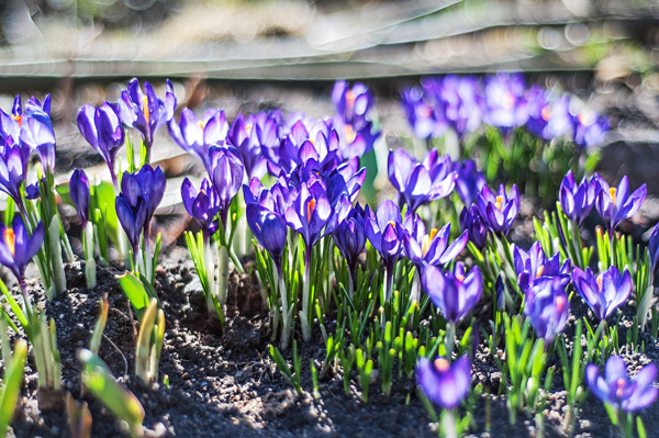 дела цветочные