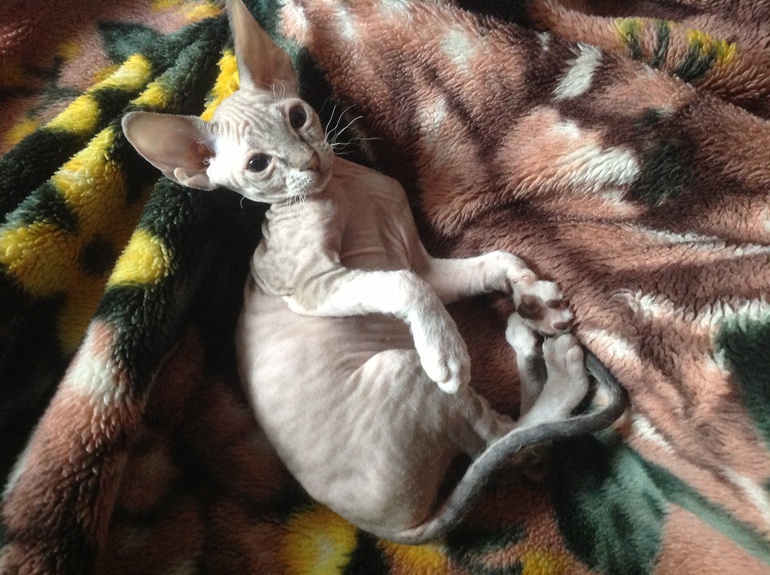 Дончаночки