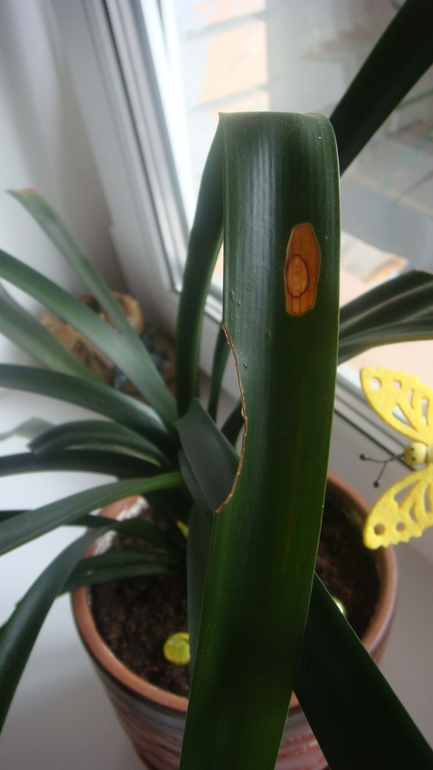 Девочки подскажите как спасти цветочек ?!!