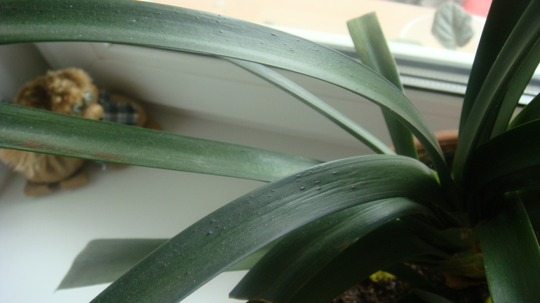 Девочки подскажите как спасти цветочек ?!!