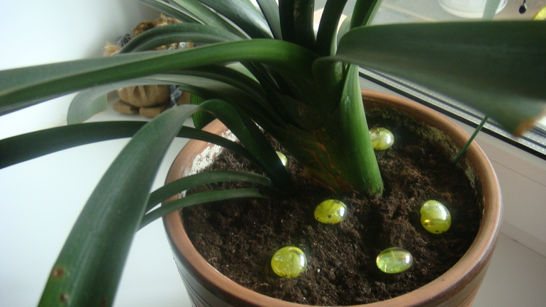 Девочки подскажите как спасти цветочек ?!!