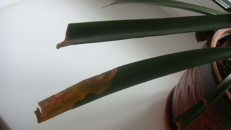 Девочки подскажите как спасти цветочек ?!!