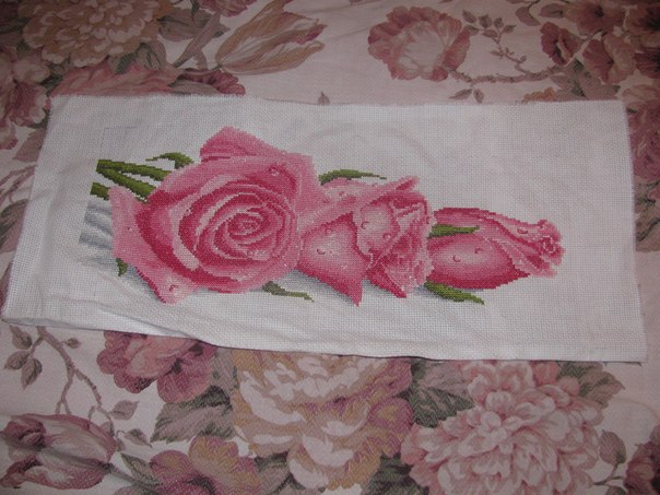 розовые розы в росе