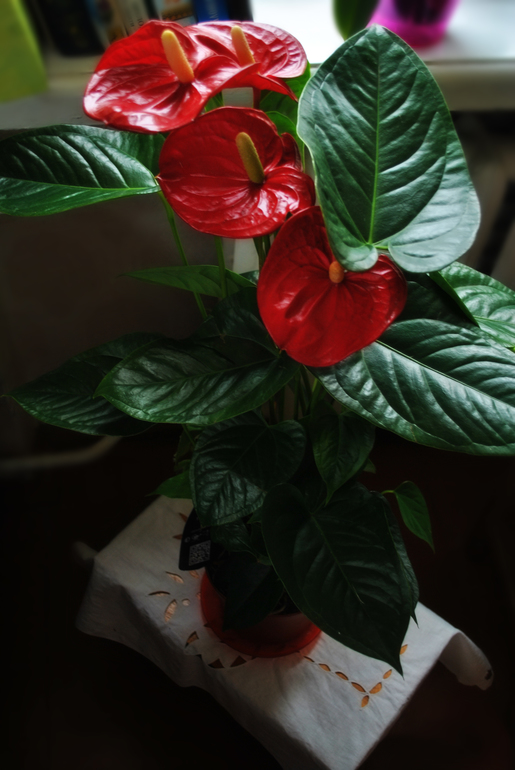 Мой цветочный рай!