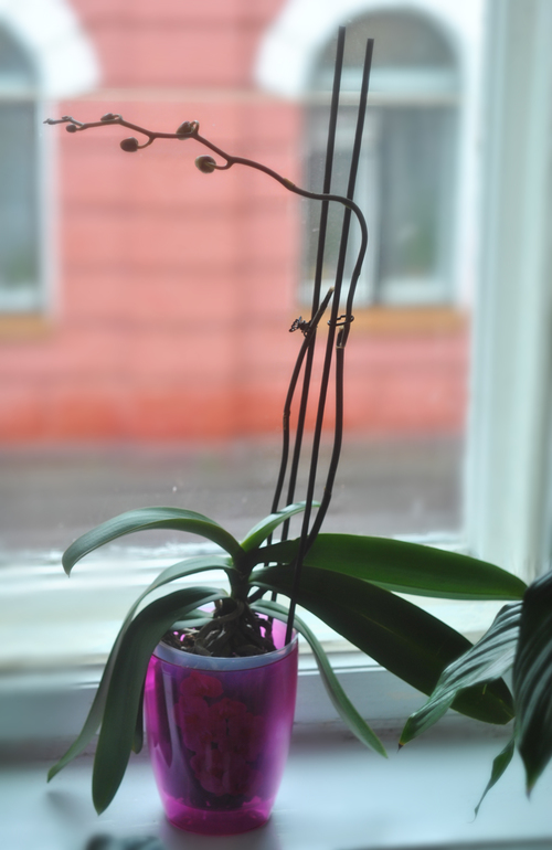 Мой цветочный рай!